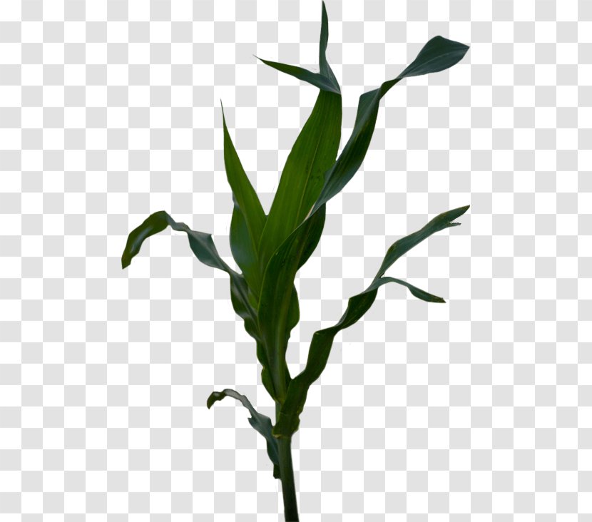 Plant Stem Grasses Corn Belt Maize Flower - Seed Transparent PNG