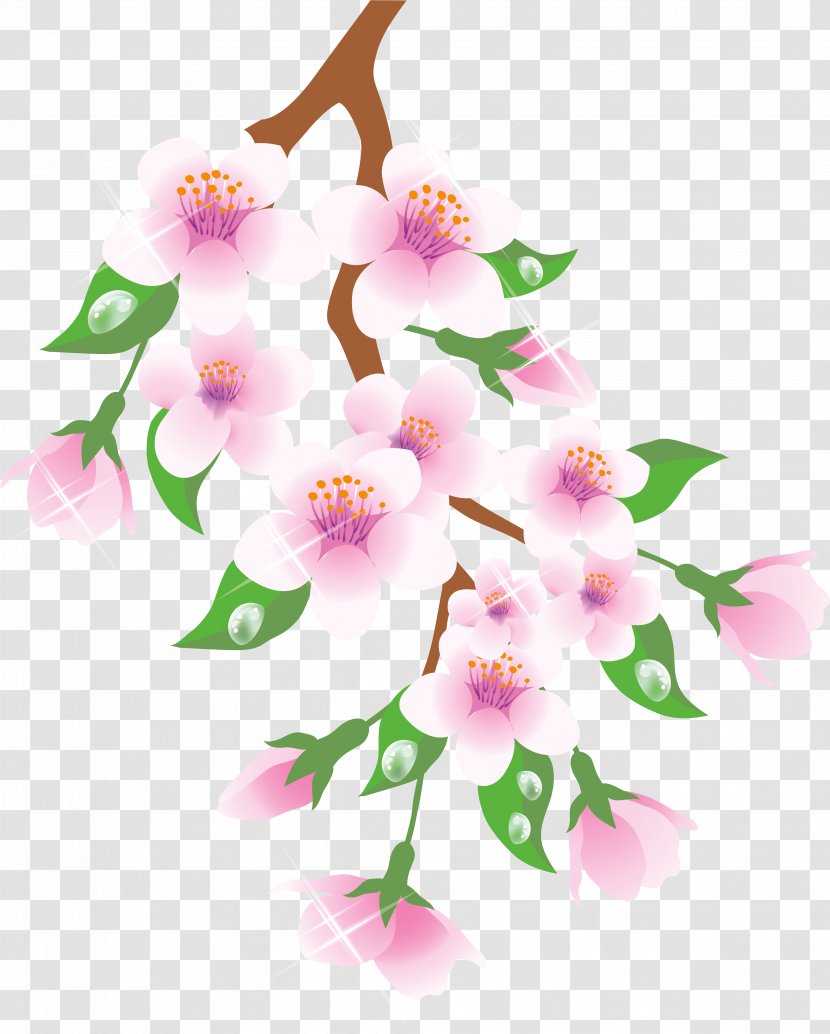 Cherry Blossom Cartoon - Cattleya - Pedicel Transparent PNG