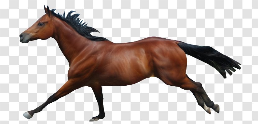 Mane Mustang Stallion Rein Mare - Animal Figure - Horse Run Transparent PNG
