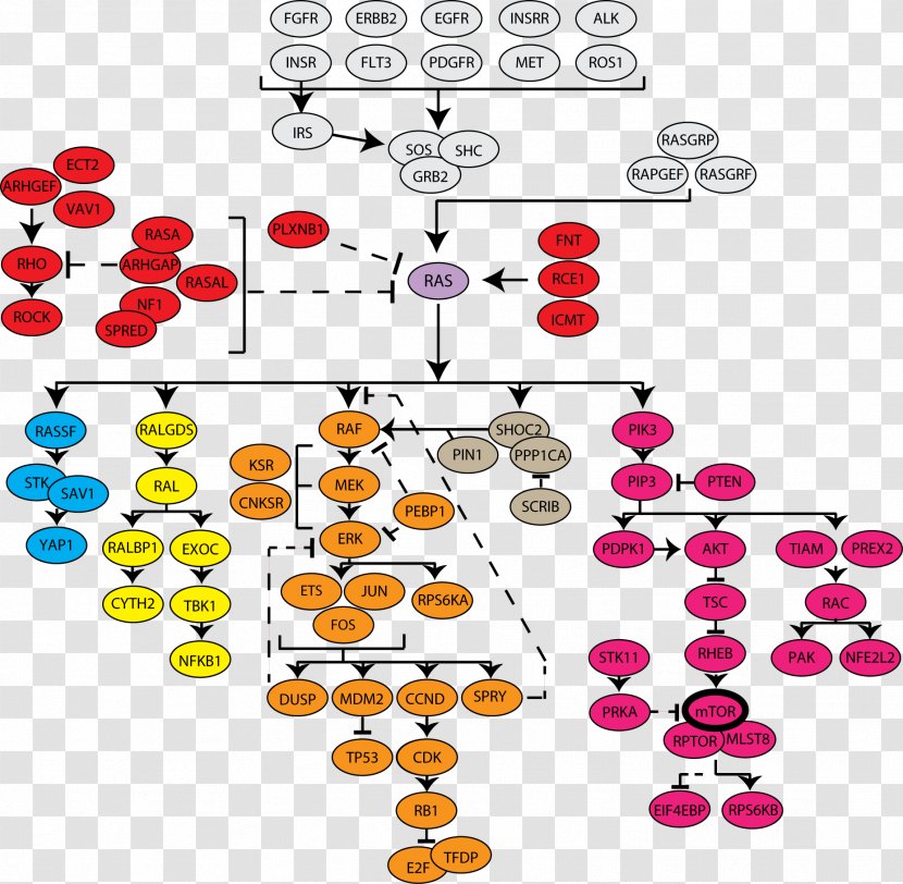 Cell Signaling Ras Subfamily MAPK/ERK Pathway Cancer Transparent PNG