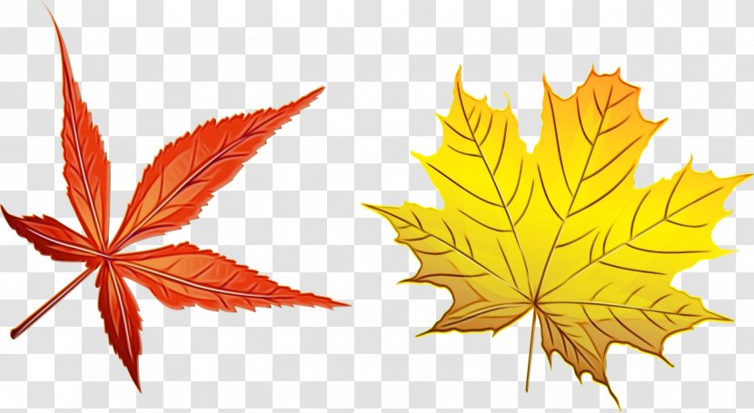 Autumn Leaf Drawing - Sweet Gum - Silver Maple Transparent PNG