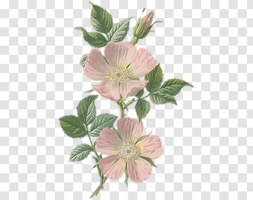 Tattoo Dog-rose Illustration Drawing Pink - Flower Botanical Transparent PNG