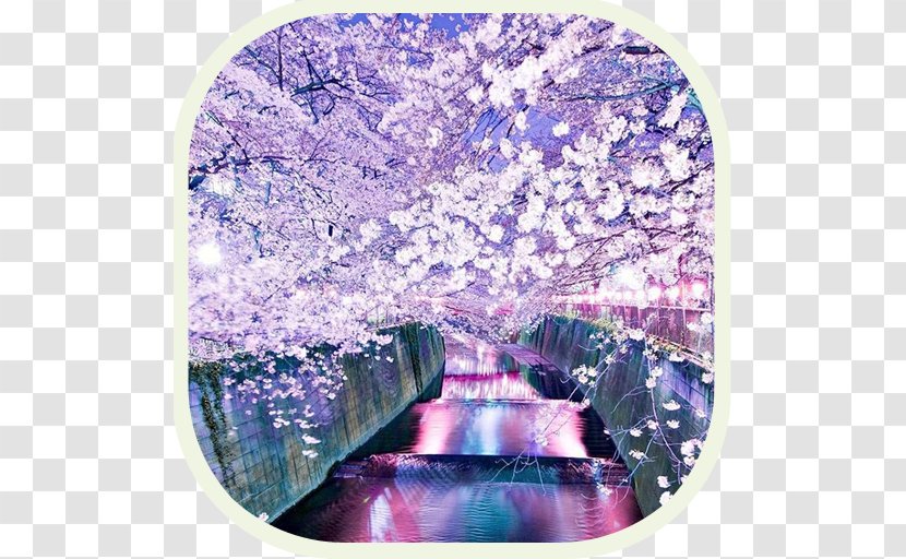 National Cherry Blossom Festival Japan Desktop Wallpaper Transparent PNG