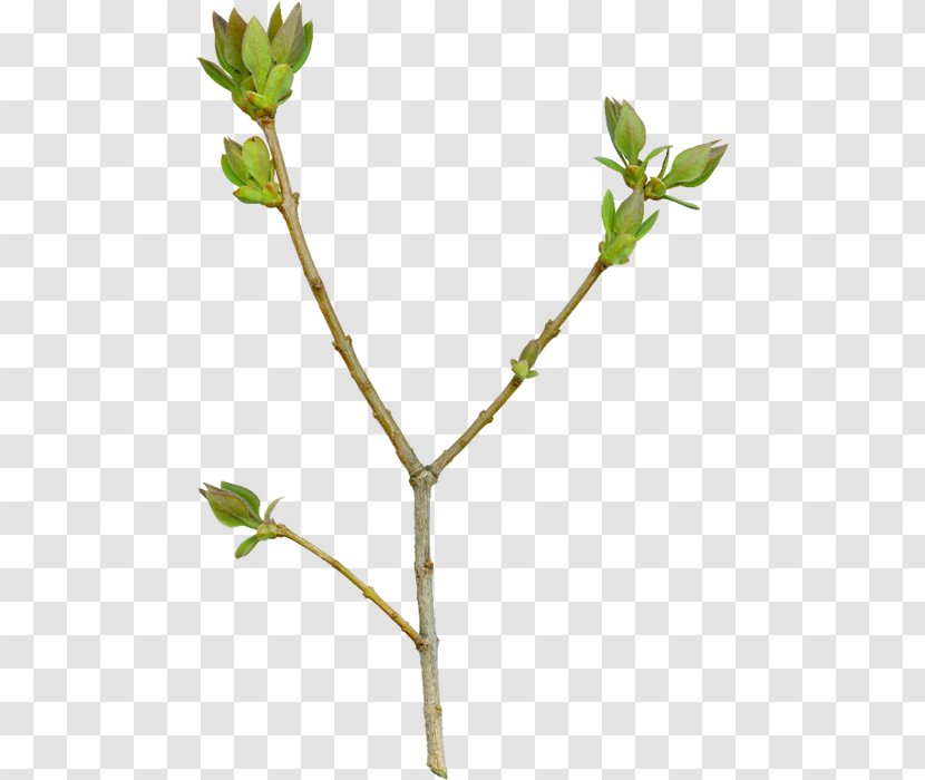 Twig Computer Software Clip Art - Branch Transparent PNG