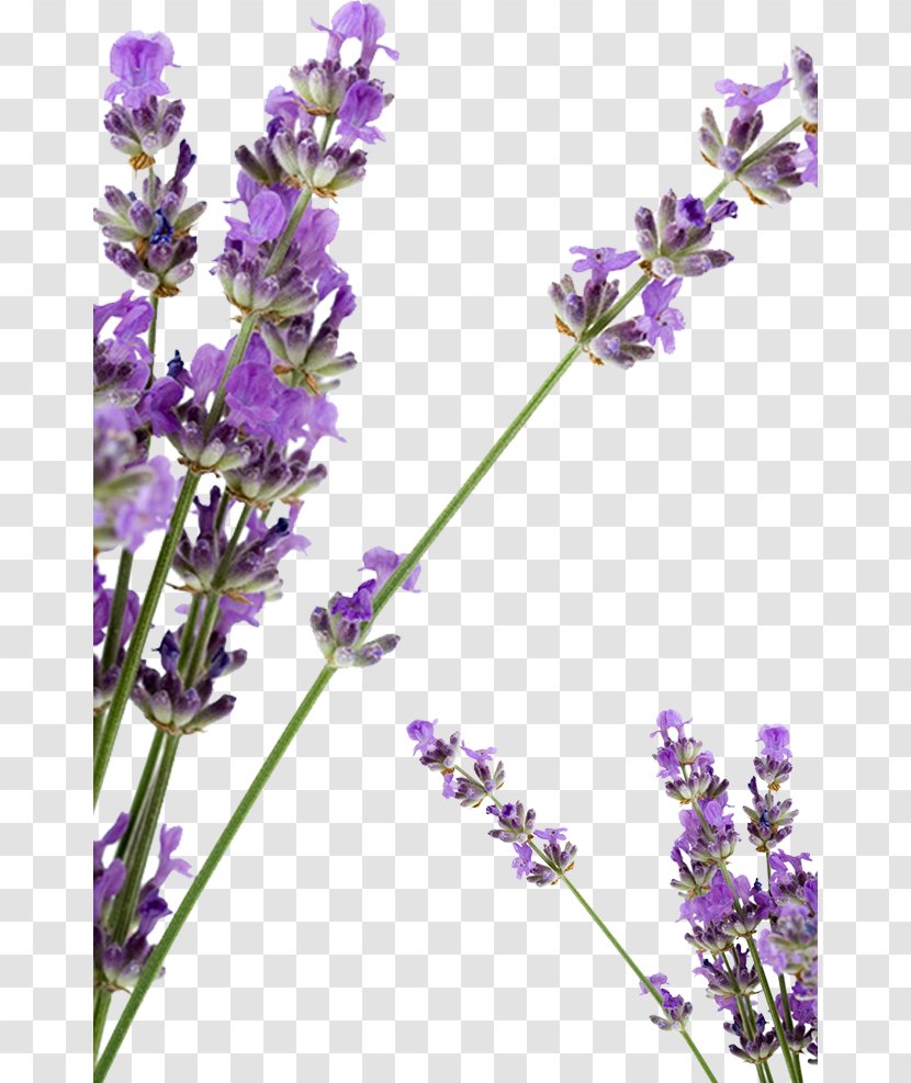 Lavender Petal Huocheng County Soap - Flowers Transparent PNG