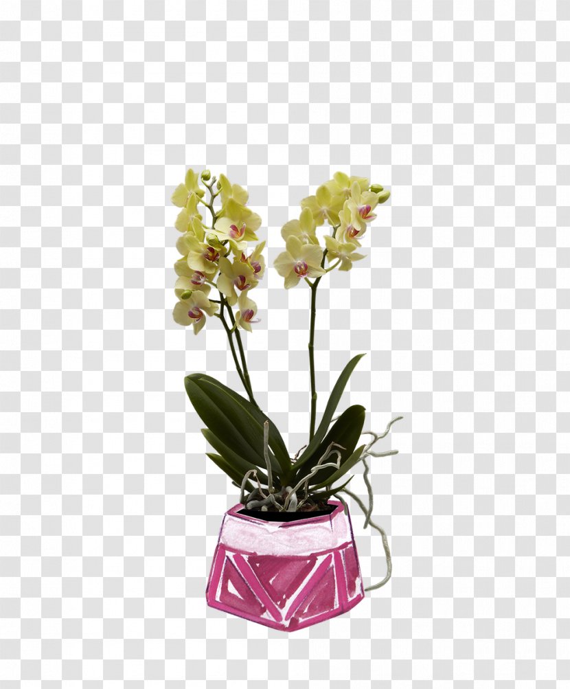 Moth Orchids Cut Flowers Boat Orchid - Photography - Flower Transparent PNG