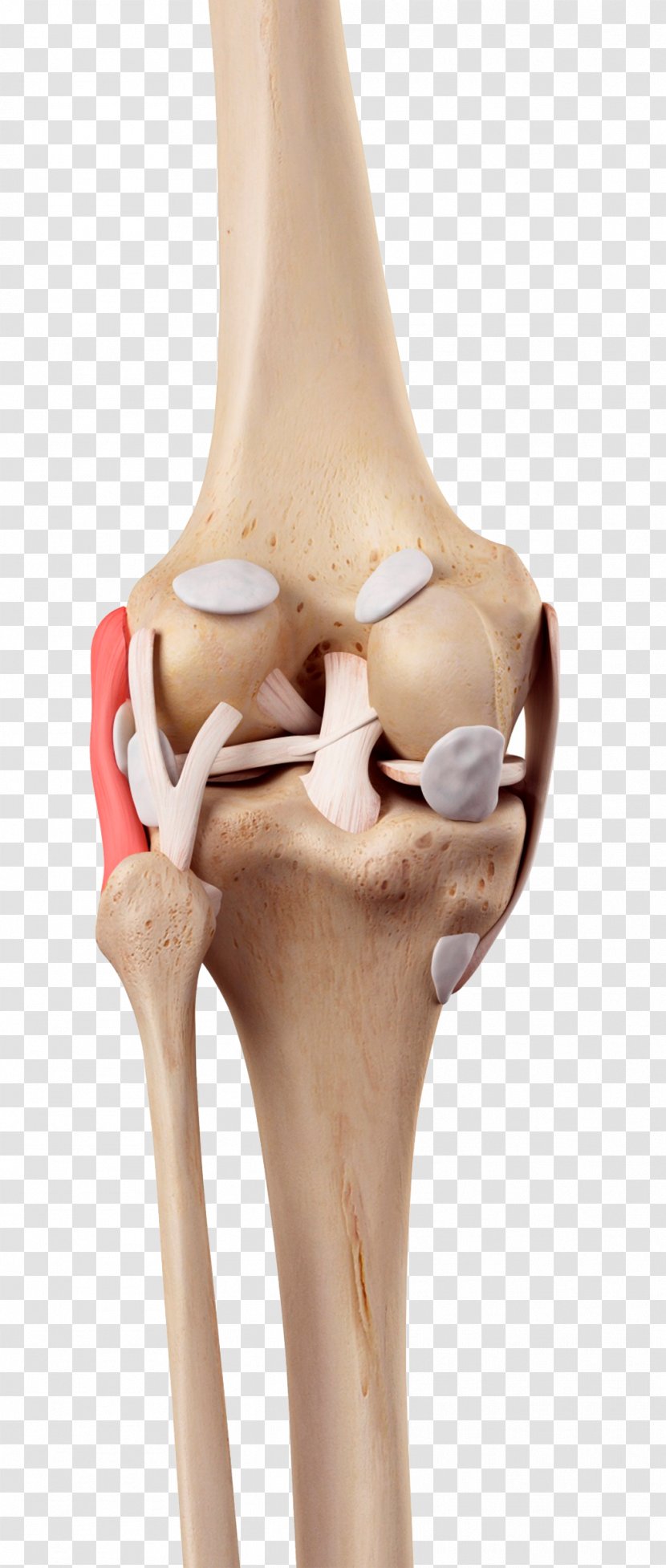 Knee Medial Collateral Ligament Fibular Anterior Cruciate - Human Model Transparent PNG