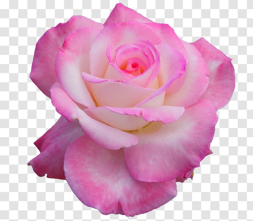 Flower Hybrid Tea Rose Nancy's Salon Clip Art - Pink Transparent PNG