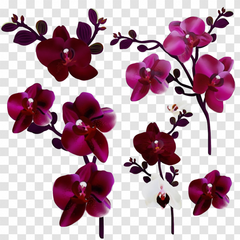 Flower Moth Orchid Violet Petal Purple Transparent PNG