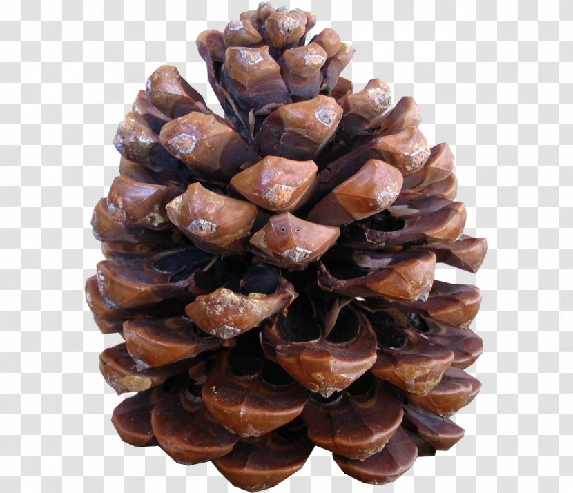 Conifer Cone Stone Pine Pinus Halepensis Nut Conifers - Pinales - Material Transparent PNG