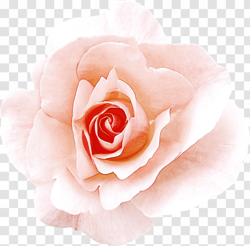 Garden Roses Transparent PNG