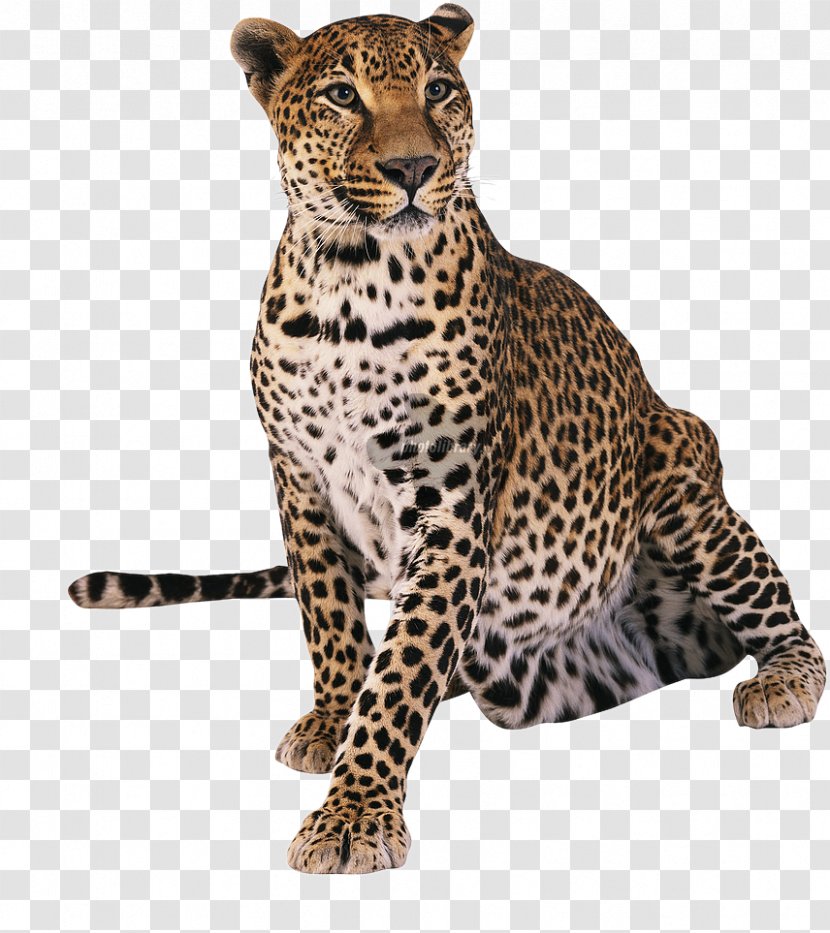 Leopard Cheetah Tiger T-shirt - Photography Transparent PNG
