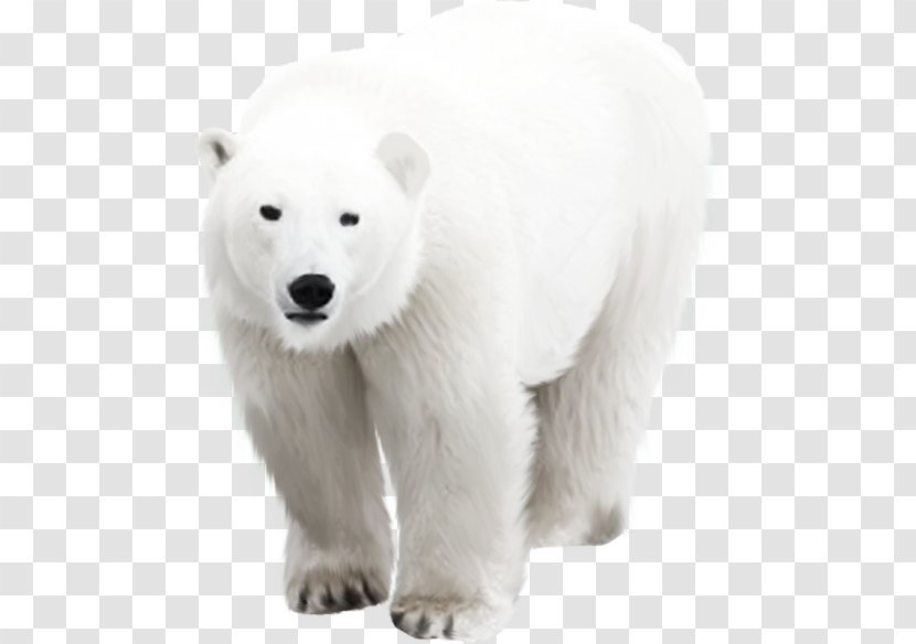 Polar Bear Arctic - Mammal Transparent PNG