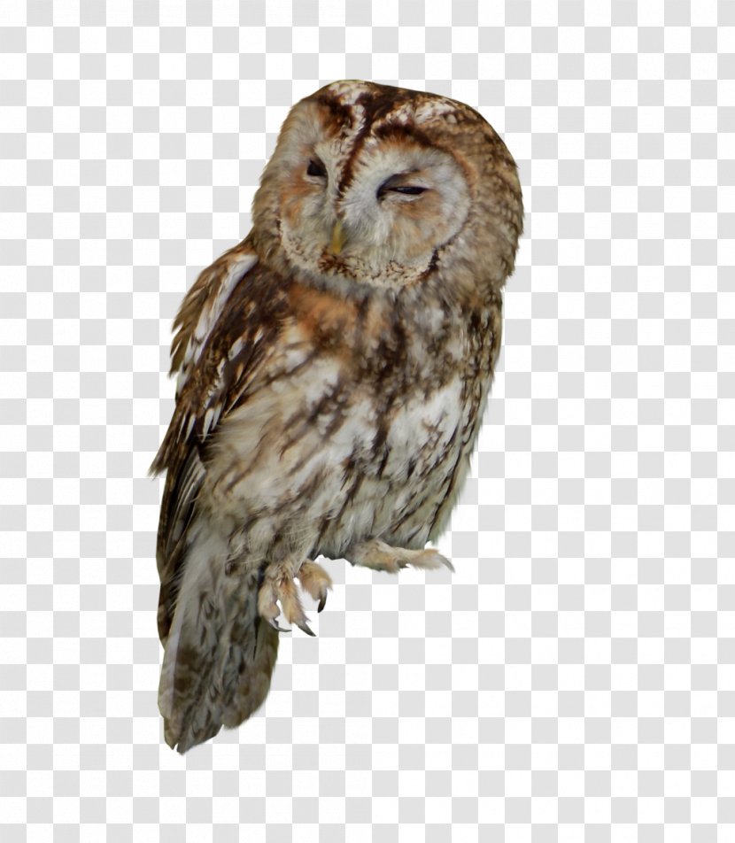 Tawny Owl Bird Of Prey - Stock Photography Transparent PNG