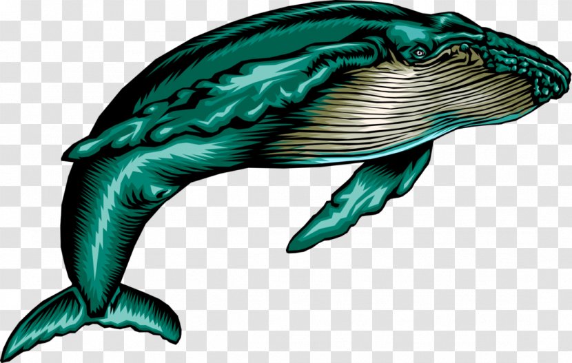 Dolphin Clip Art Humpback Whale Image Transparent PNG