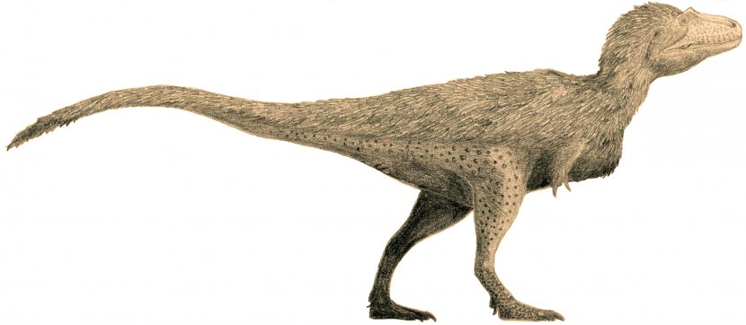 Tyrannosaurus Tyrannosauridae Lythronax Daspletosaurus Gorgosaurus - Extinction - T Rex Transparent PNG