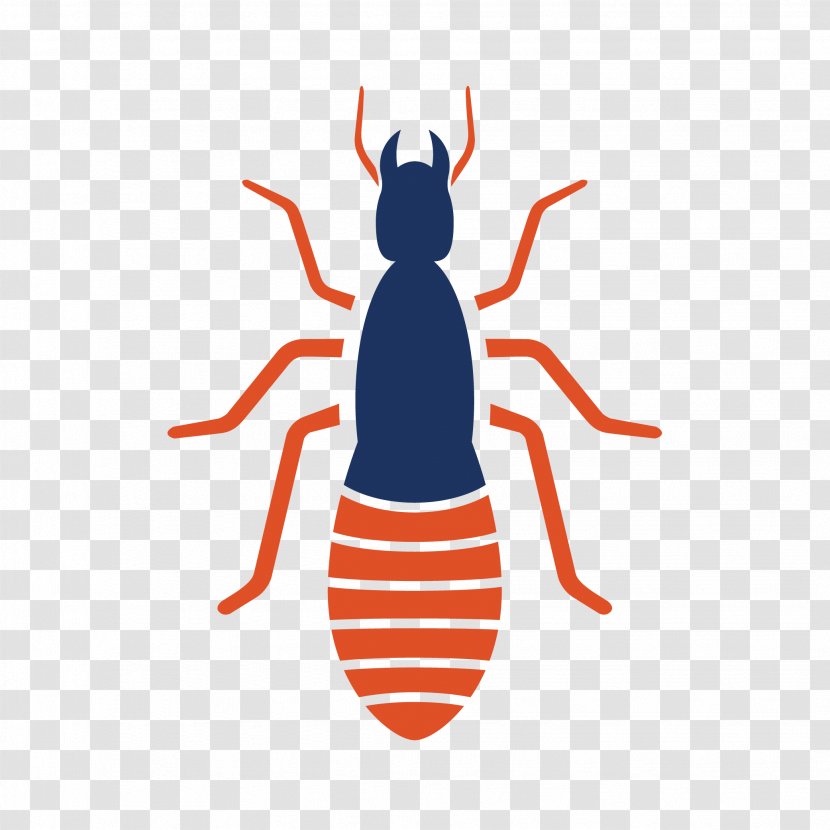 Varied Carpet Beetle Pest Control Invertebrate Flea - Animal Transparent PNG