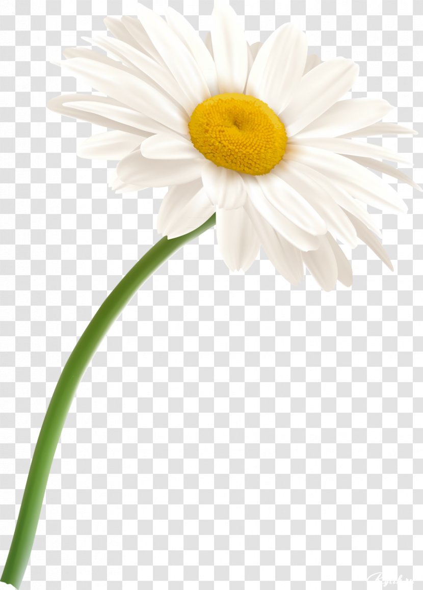 German Chamomile Flower Oxeye Daisy - Roman - Camomile Transparent PNG