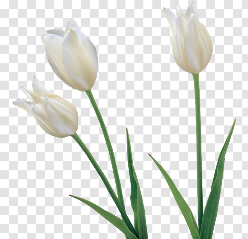 Tulip Flower Clip Art - Plant Transparent PNG