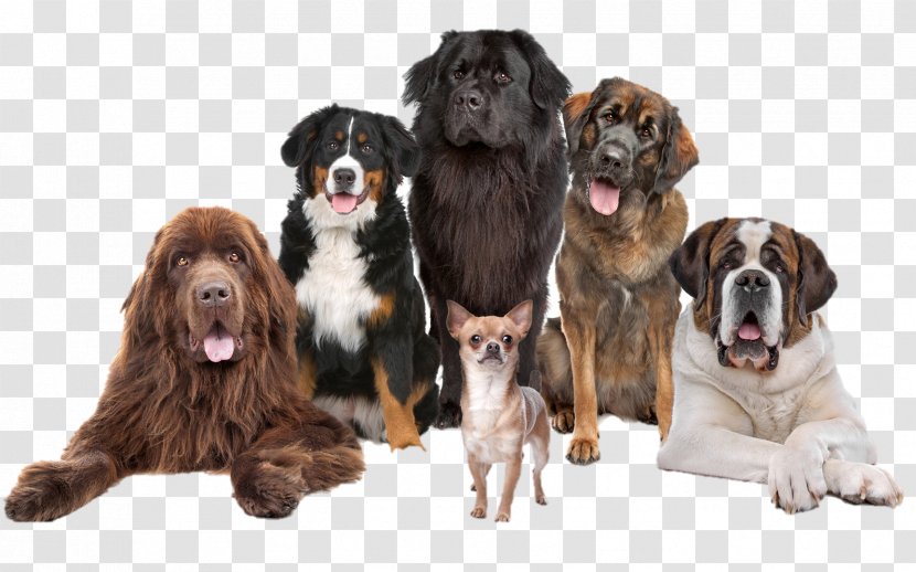 Pet Sitting Chihuahua Puppy Leonberger Dog Training - Dogs Transparent PNG