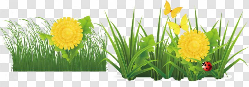 Flower Drawing - Grass - Flat Transparent PNG