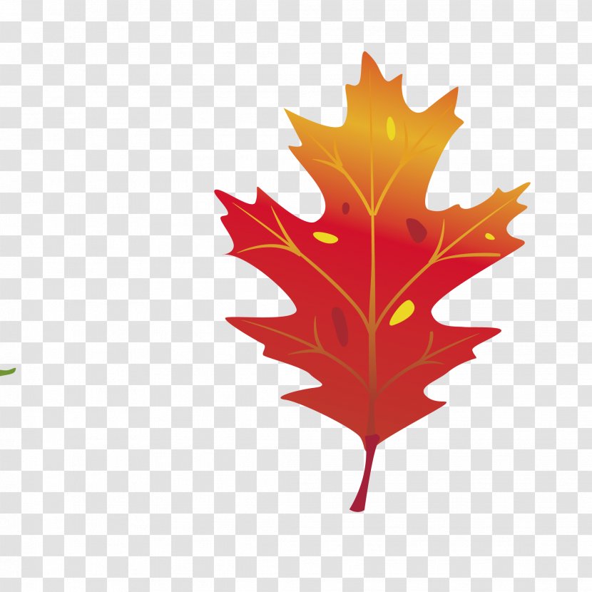 Maple Leaf Vector Graphics Autumn Color Clip Art - Coreldraw Transparent PNG