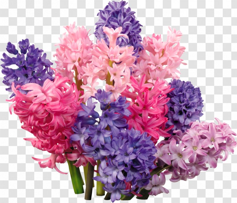 Hyacinth Flower Clip Art - Flowering Plant - Lilacs Vector Transparent PNG