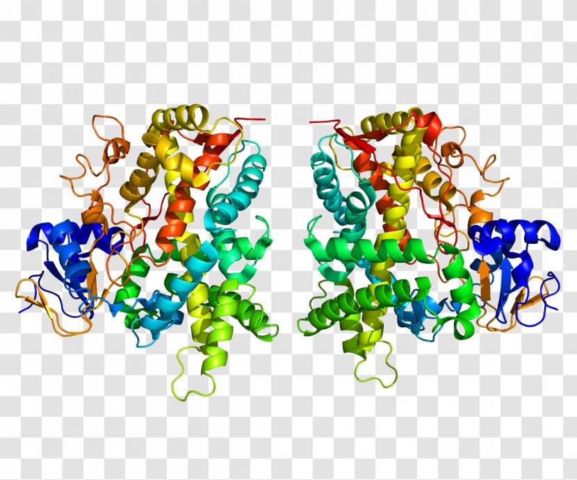 CYP2E1 GeneCards Cytochrome P450 CYP2C19 - Human Genome Transparent PNG