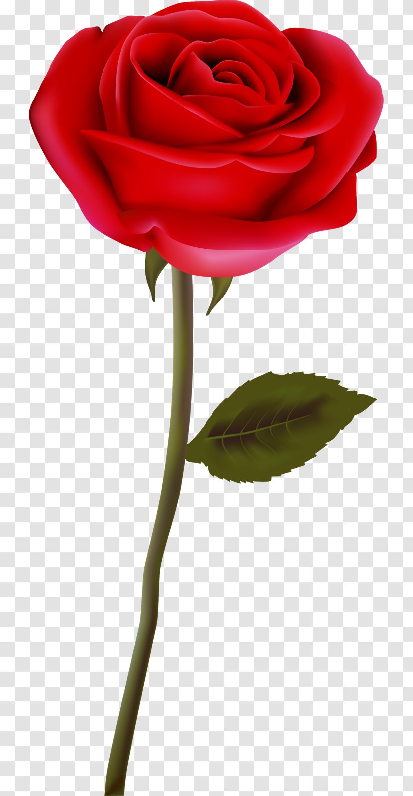 Garden Roses Flower Clip Art - Flowering Plant - Rosa Transparent PNG