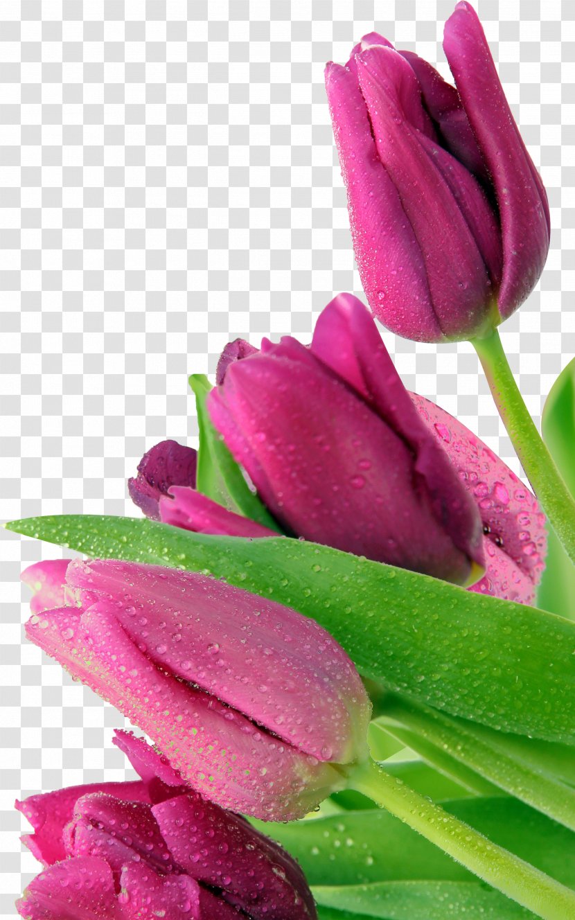 Tulip Android Make It To The Top Mother - Plant Transparent PNG