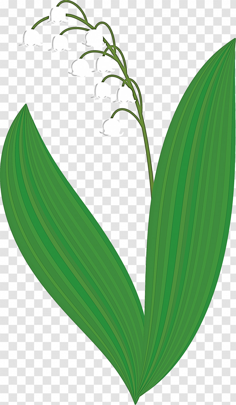 Lily Bell Flower Transparent PNG