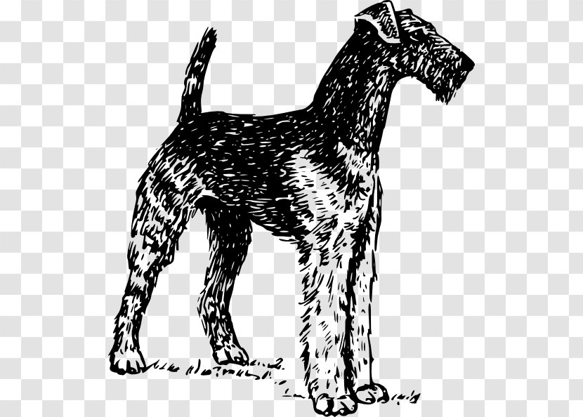 Airedale Terrier Boston Soft-coated Wheaten Yorkshire Bedlington - Dog Like Mammal - Chihuahua Vector Transparent PNG
