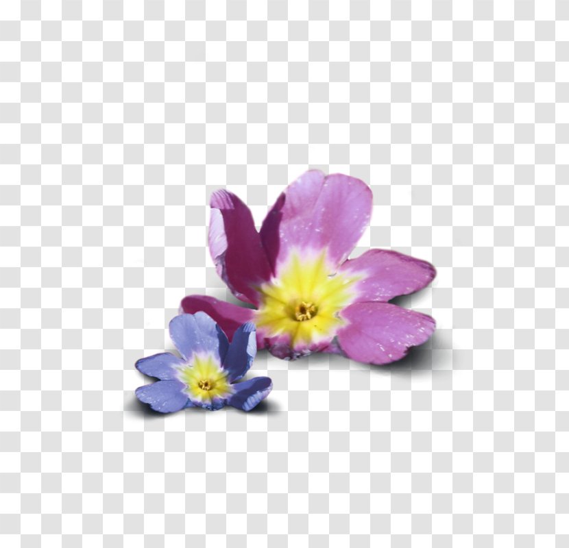 Primrose Family Violet - Flowers Floating Transparent PNG