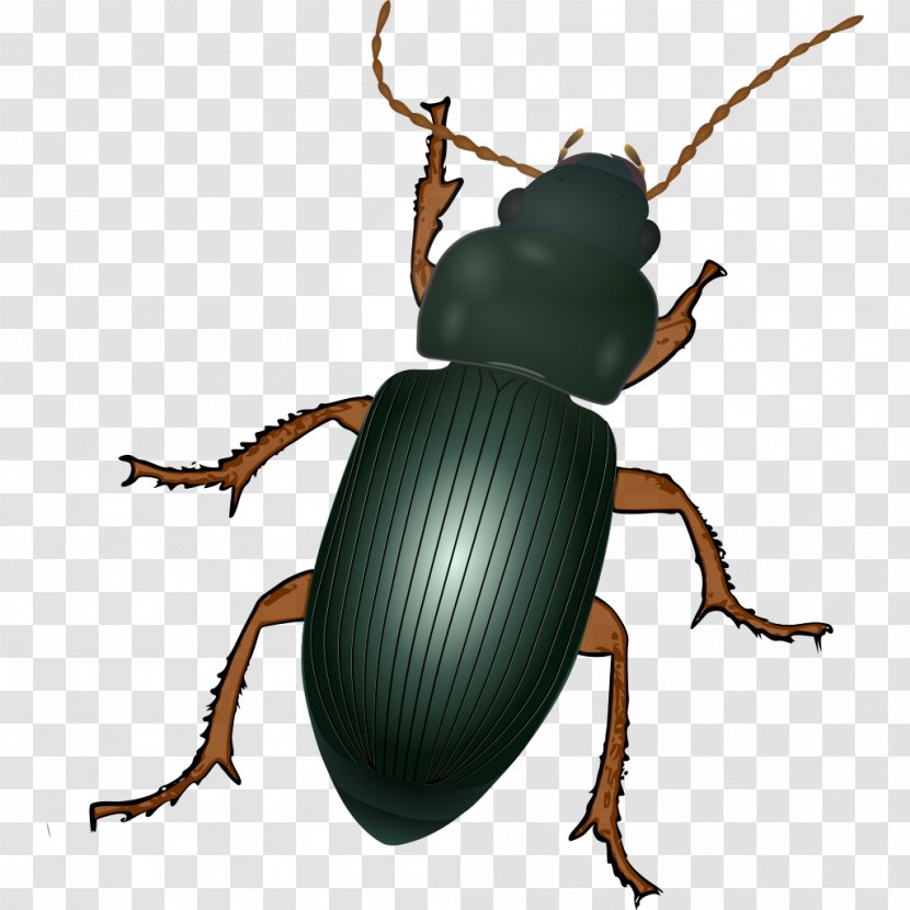 Dung Beetle Scarabs Weevil Arthropod - Invertebrate Transparent PNG