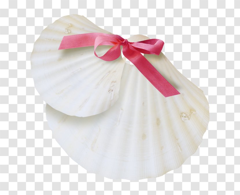 Seashell Image White Sea Snail Conch - Fossil Transparent PNG