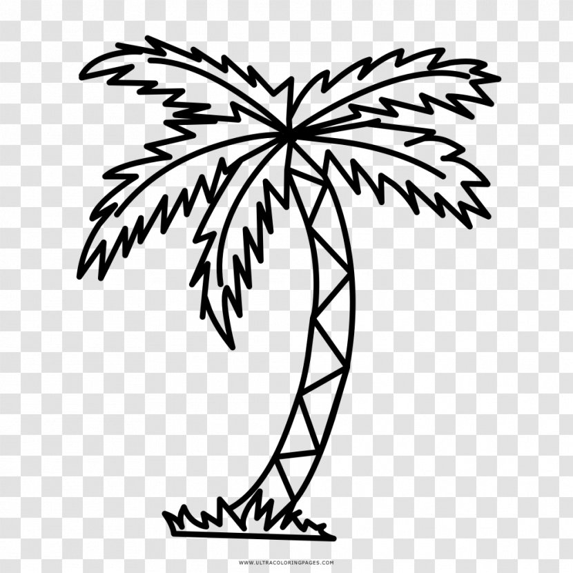 Drawing Branch Arecaceae Tree Clip Art - Coloring Book Transparent PNG