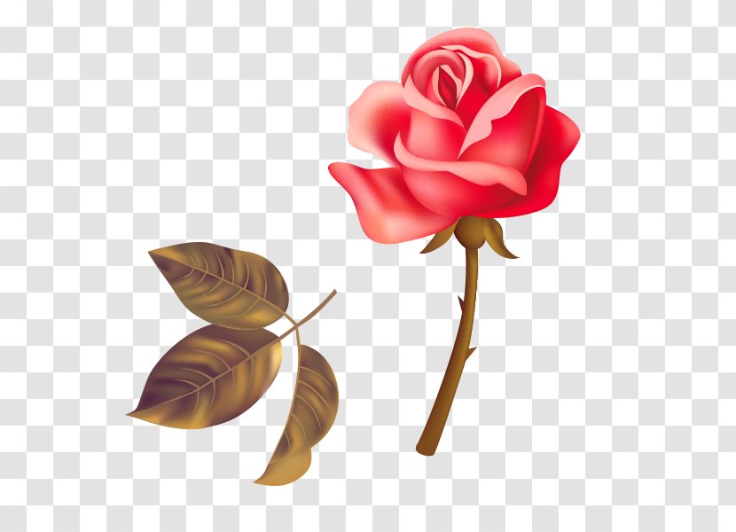 Garden Roses Beach Rose Red - Order - Creative Transparent PNG