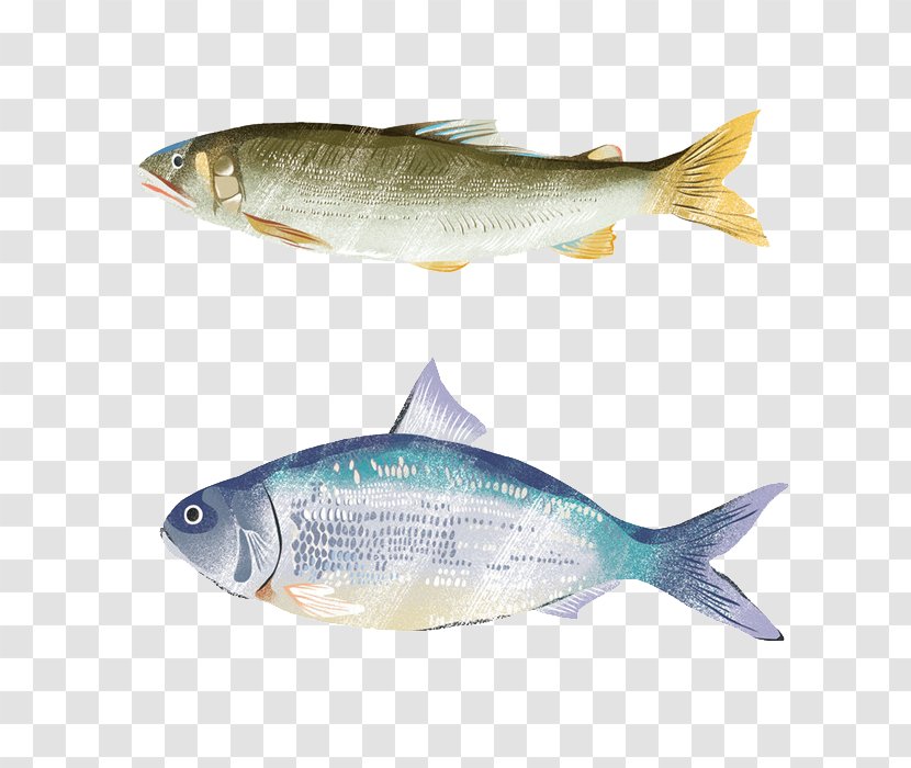 Sardine Common Carp Carassius Auratus Fish - Food Transparent PNG