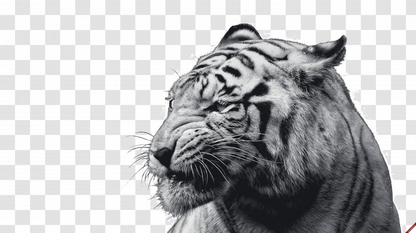 White Tiger Felidae Desktop Wallpaper Cat - Display Resolution Transparent PNG