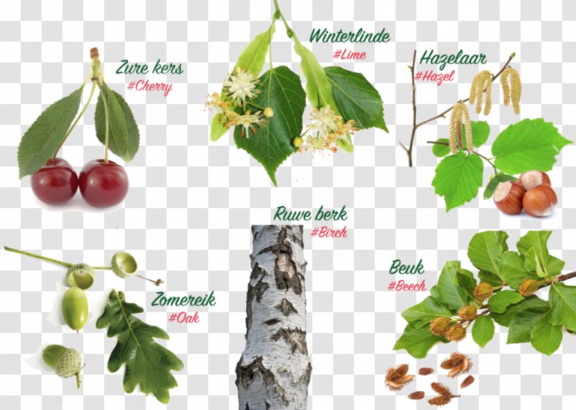 English Oak Tree Landscape Description Education - Superfood - Tilia Cordata Transparent PNG