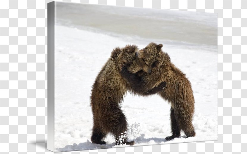 Grizzly Bear Chicago Cubs Grand Teton National Park Professional Wrestling Transparent PNG