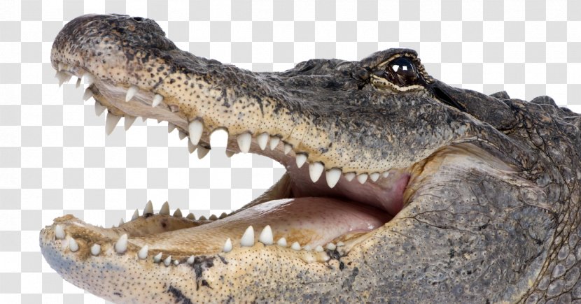 Alligator Cartoon - American Crocodile - Tooth Mouth Transparent PNG