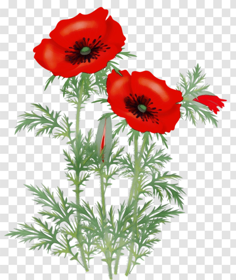 Flower Red Oriental Poppy Plant Coquelicot Transparent PNG