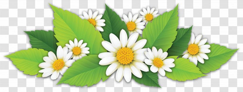 Matricaria Petal Leaf Clip Art - Common Daisy - Flower Confetti Transparent PNG