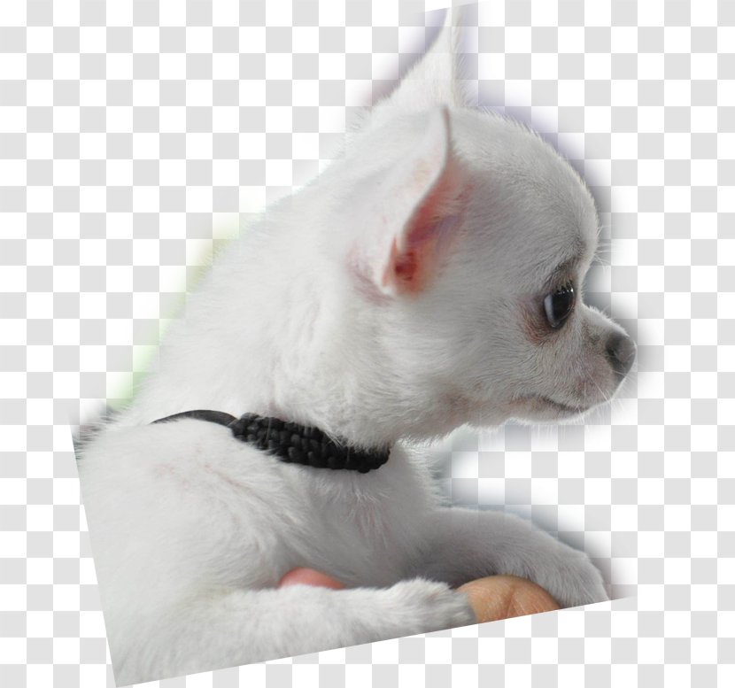 Chihuahua Puppy Dog Breed Companion Toy - Like Mammal Transparent PNG