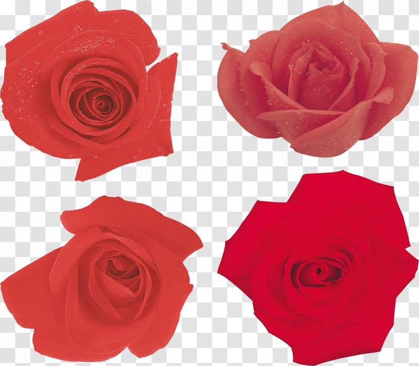 Garden Roses Paper Ornamental Plant Fashion - Rose Transparent PNG