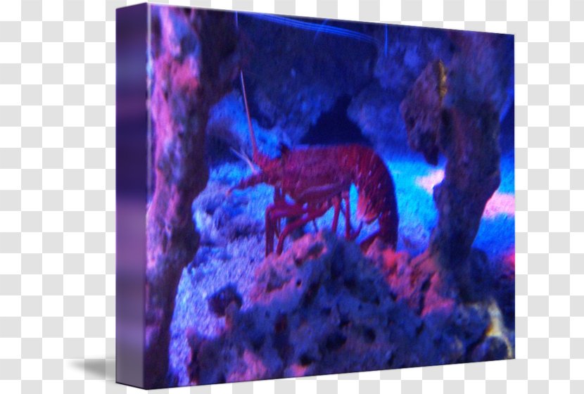 Aquarium Lighting Fish Violet Marine Biology - Dye Transparent PNG