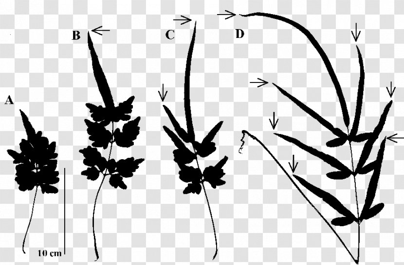 Twig Plant Stem Leaf Silhouette Pattern - Tree - Stage Transparent PNG