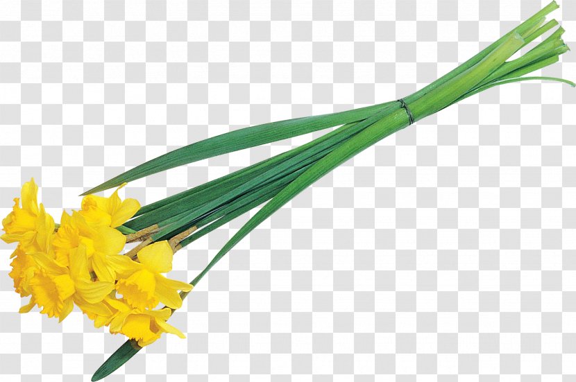 Cut Flowers Plant Stem Vegetable - Grass - Narcissus Transparent PNG