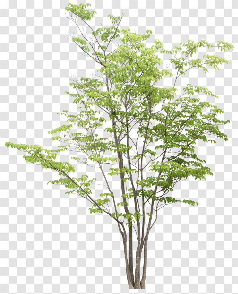 Tree Drawing Clipping Path Transparent PNG